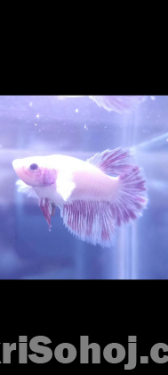 White dambo ear betta fish